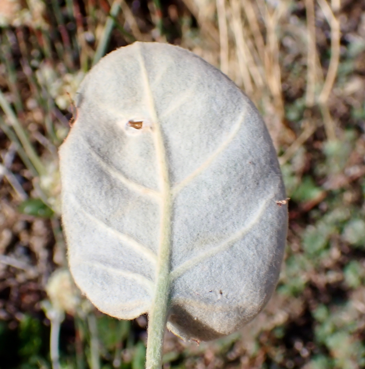 Eriogonum nudum var. pubiflorum