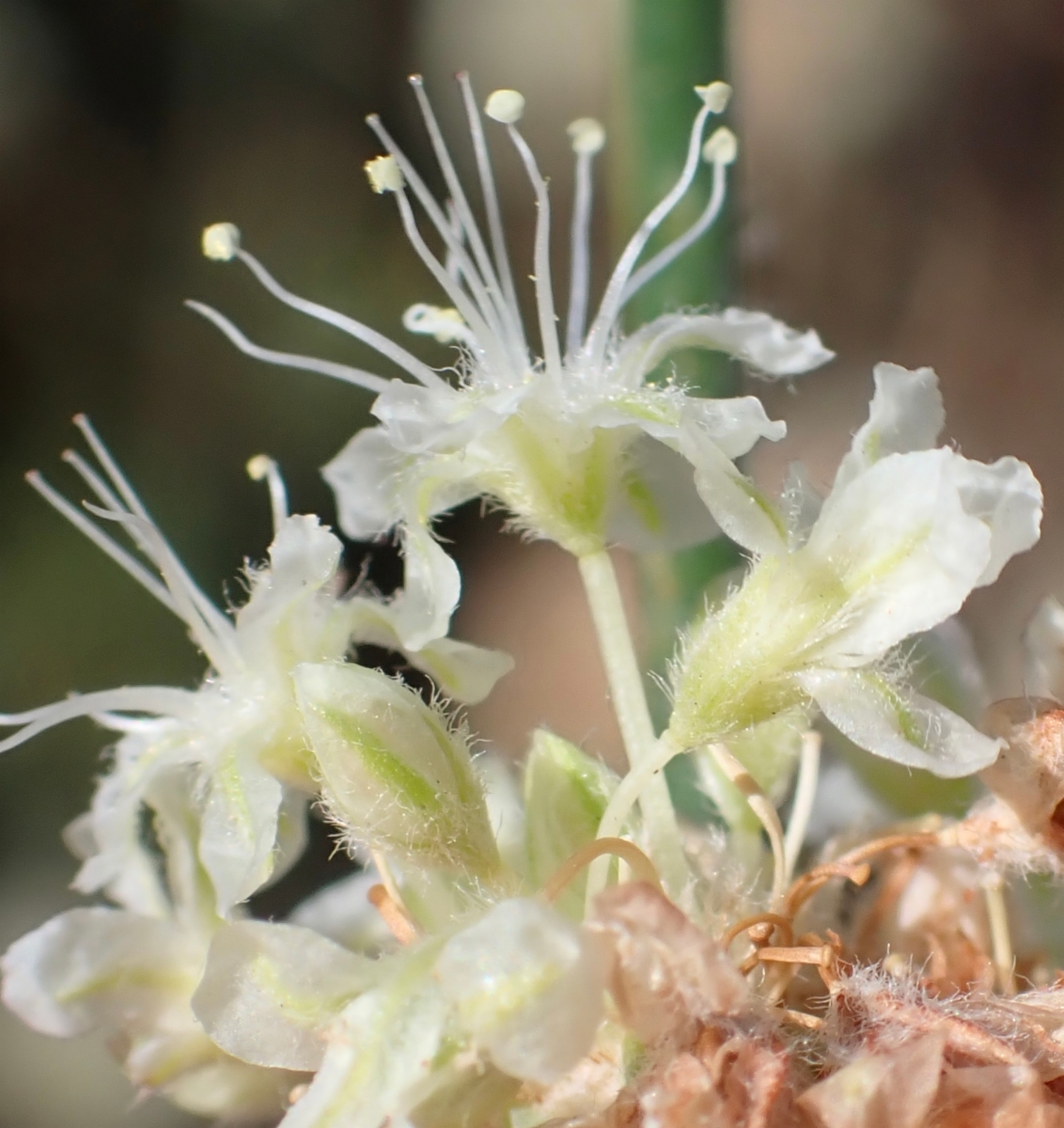 Eriogonum nudum var. pubiflorum