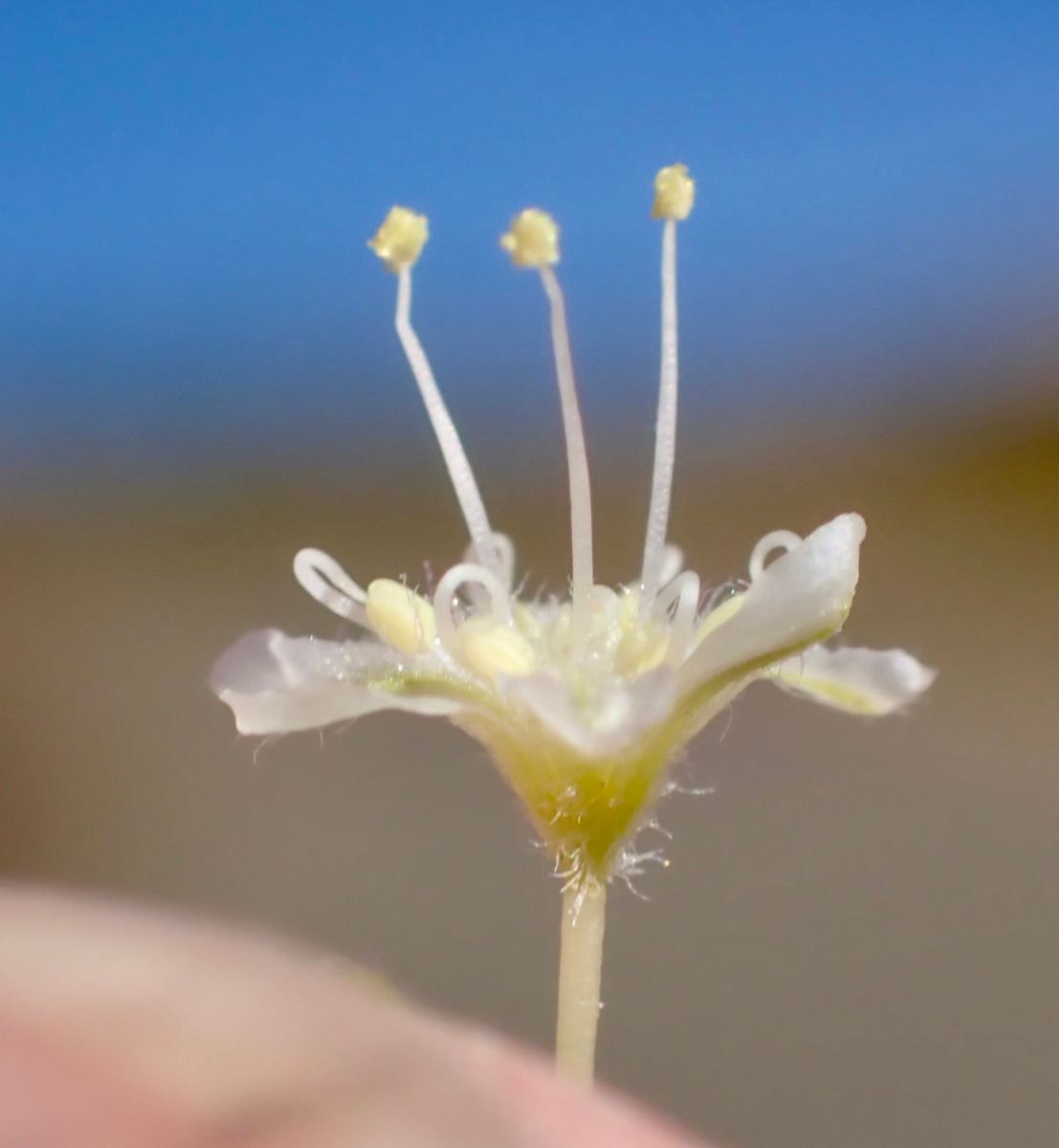 Eriogonum nudum var. pubiflorum