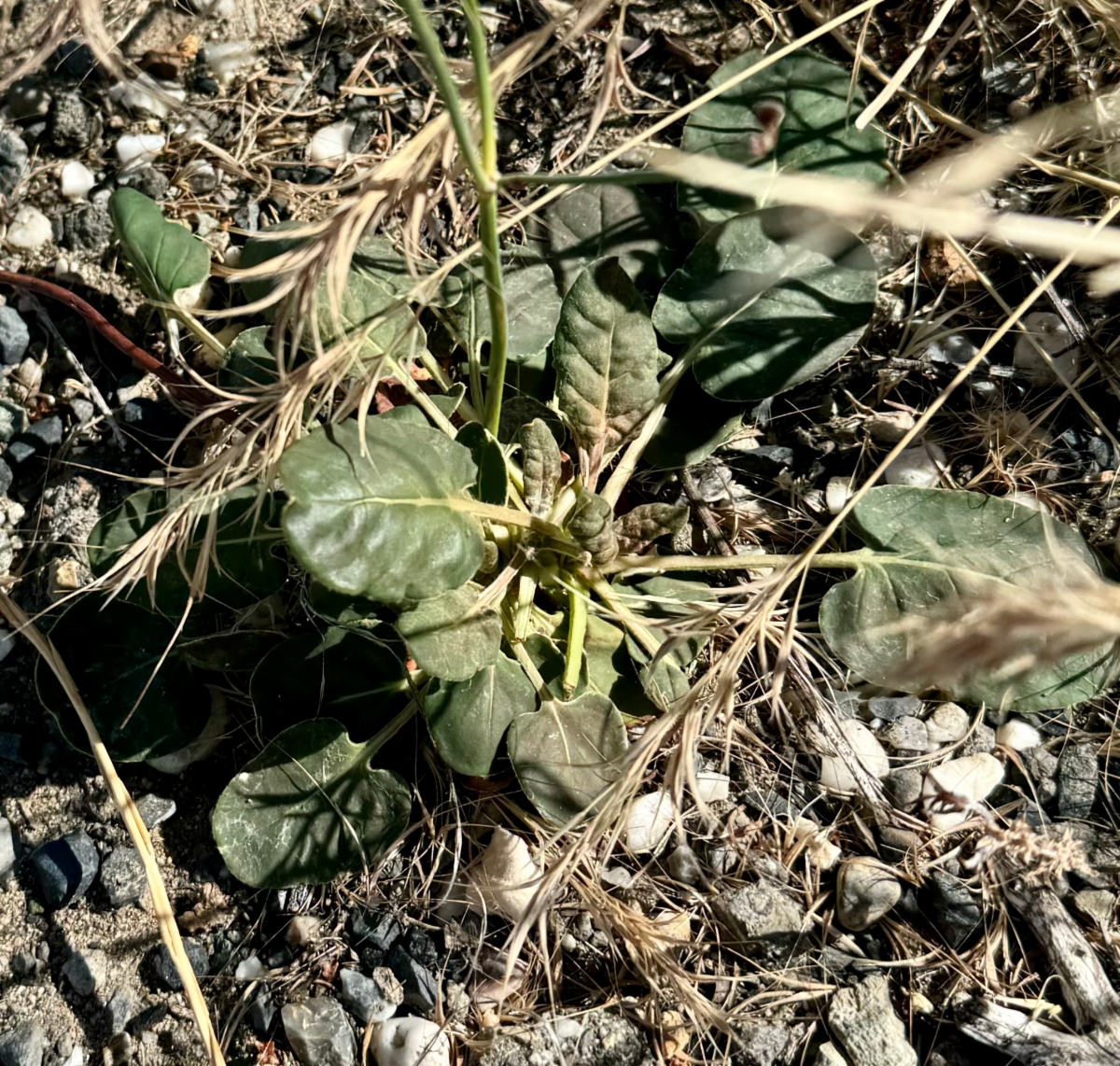 Eriogonum nudum var. pubiflorum