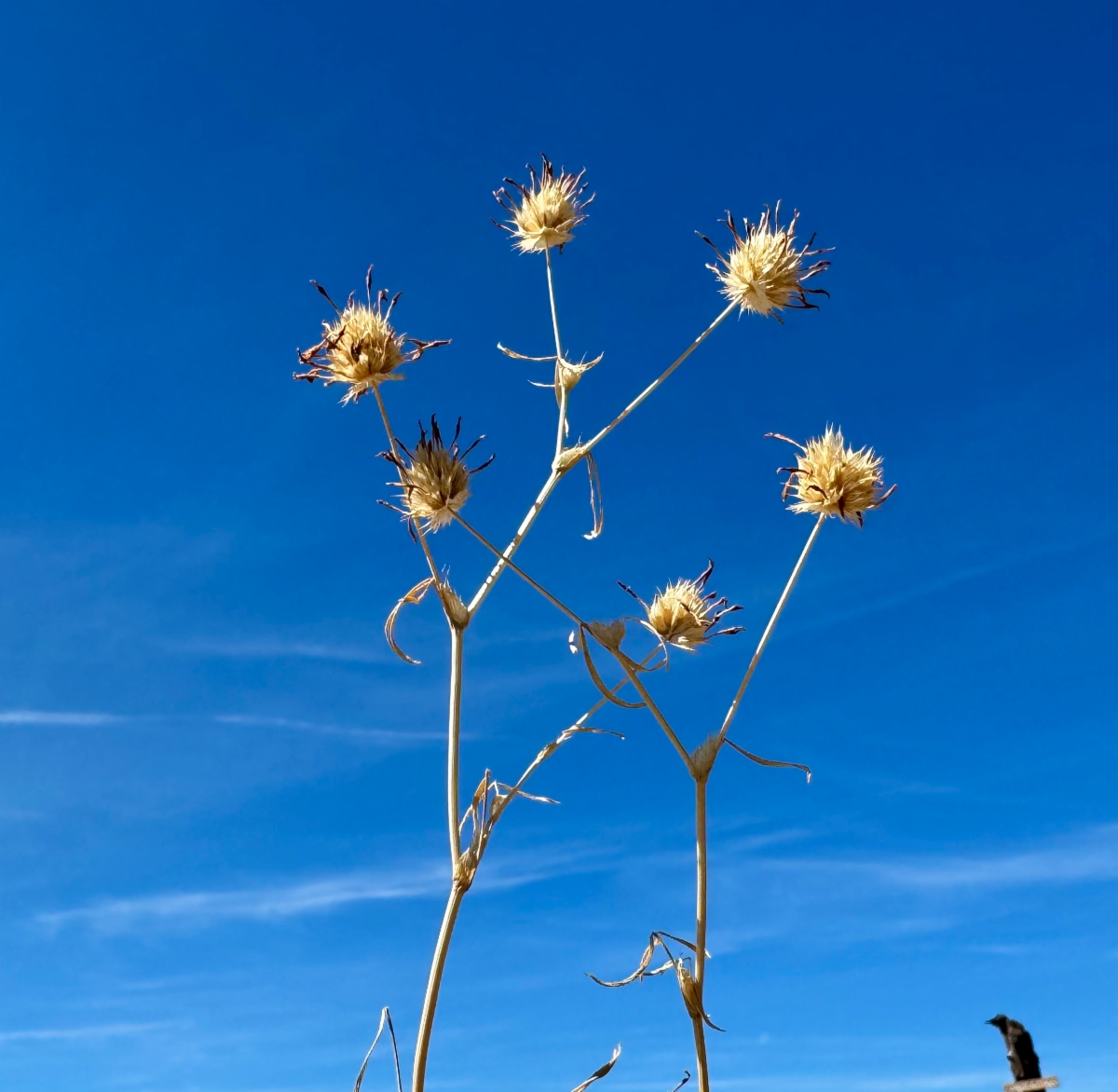 Trifolium willdenovii