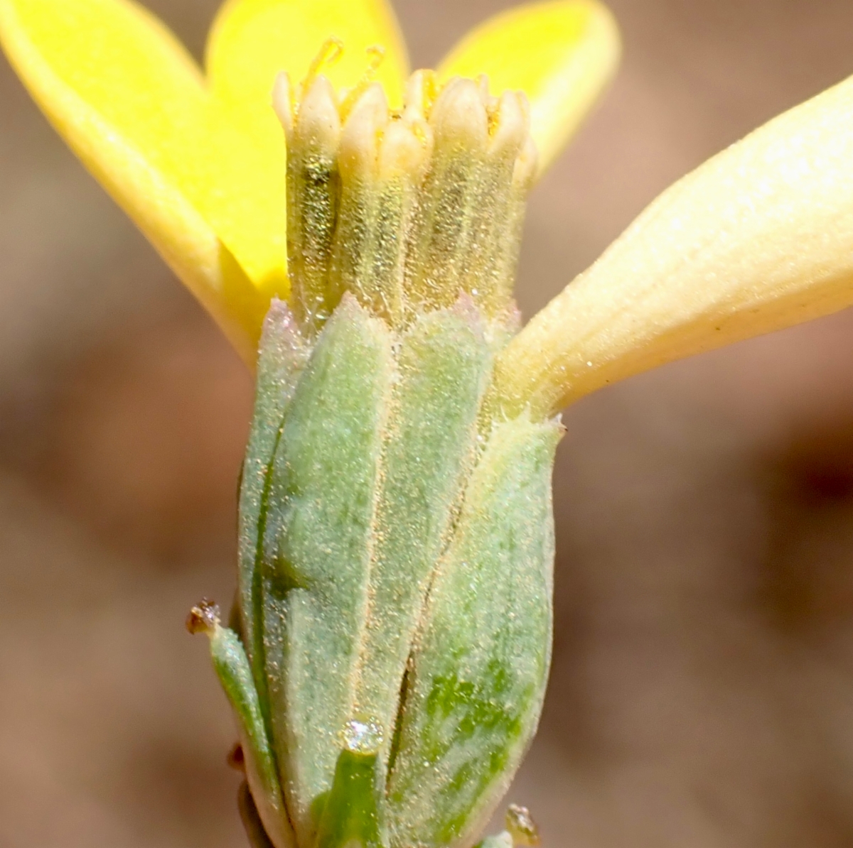 Calycadenia truncata