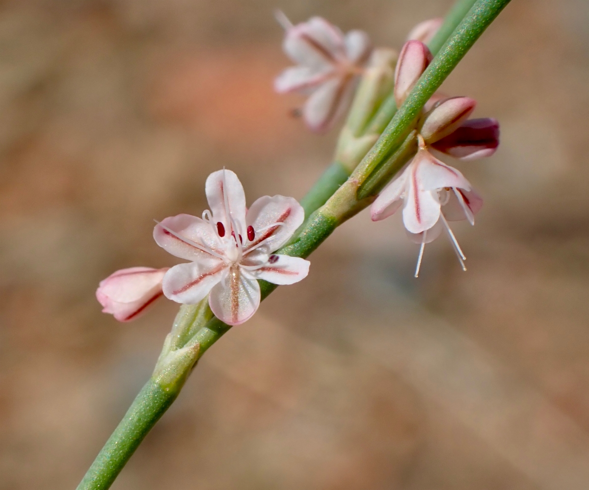 Eriogonum luteolum var. luteolum