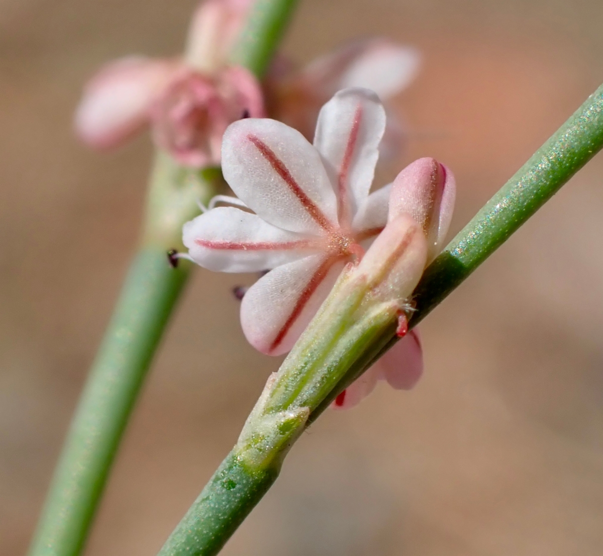 Eriogonum luteolum var. luteolum