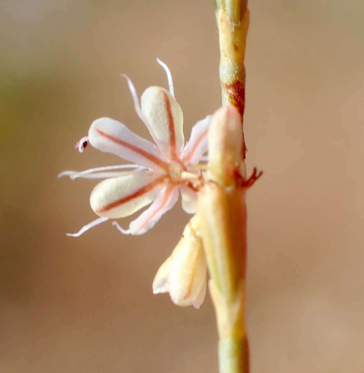 Eriogonum luteolum var. luteolum