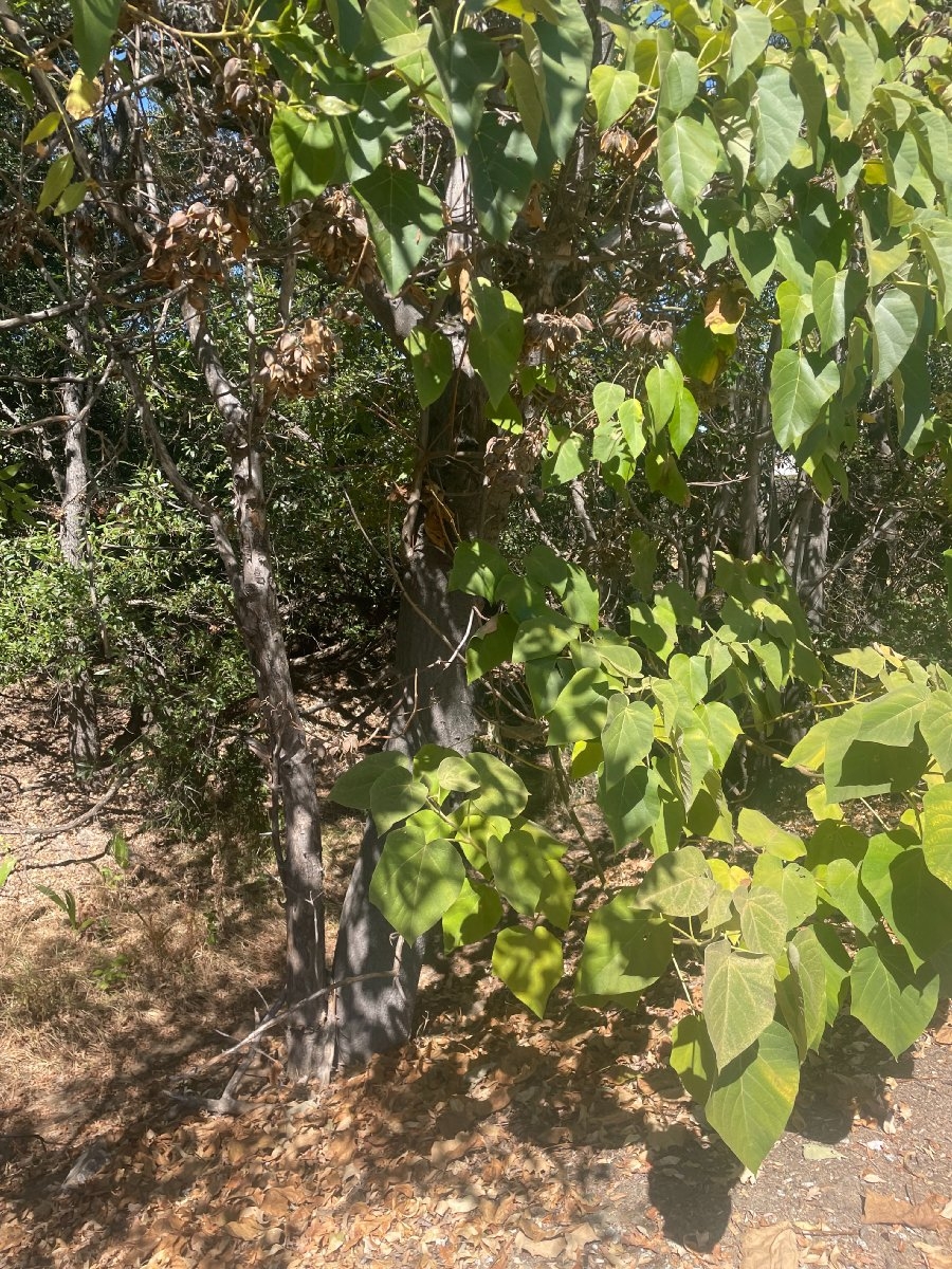 Paulownia tomentosa