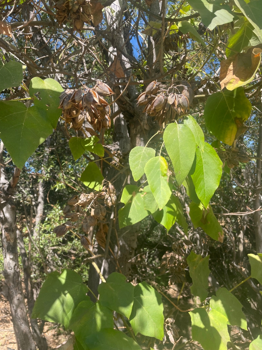 Paulownia tomentosa