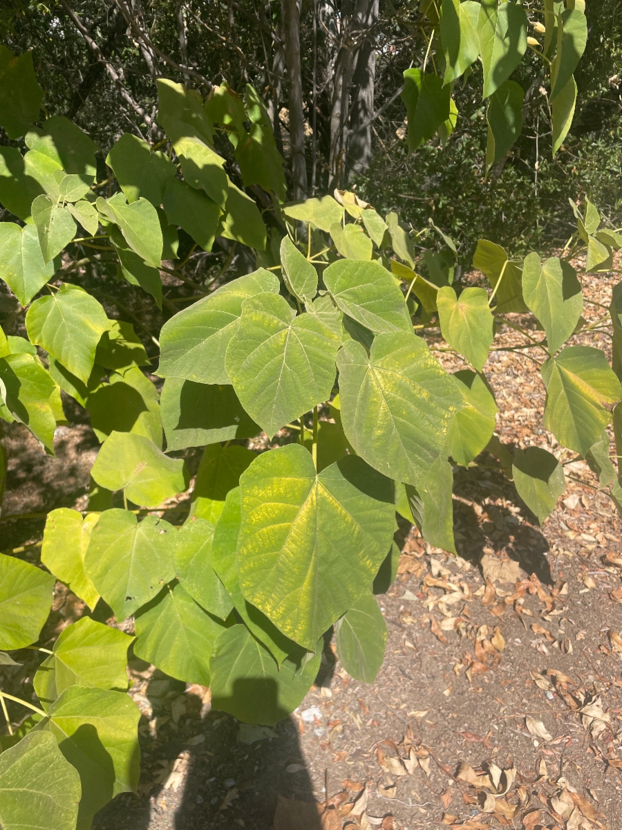 Paulownia tomentosa