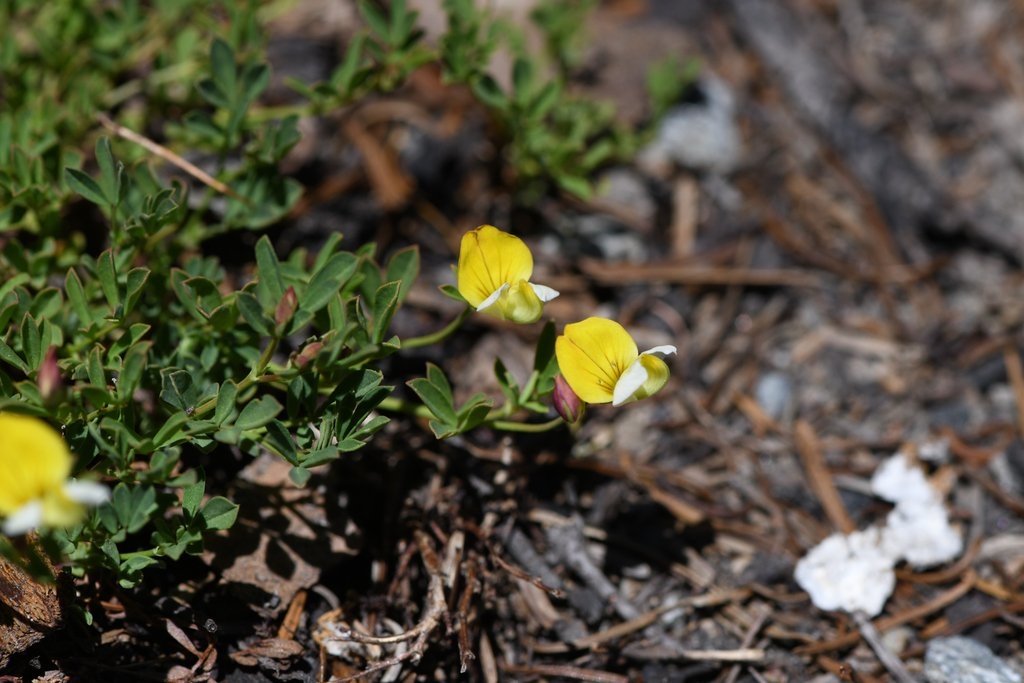 Hosackia yollabolliensis