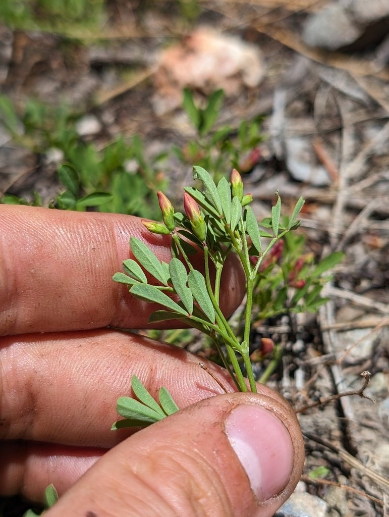 Hosackia yollabolliensis