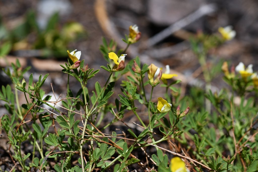 Hosackia yollabolliensis