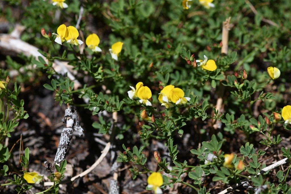 Hosackia yollabolliensis