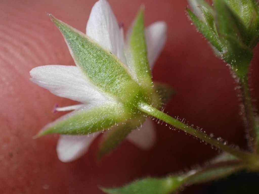 Sabulina decumbens