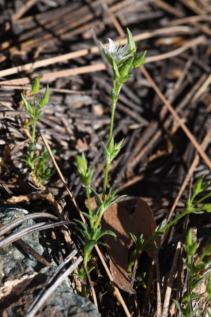 Sabulina decumbens