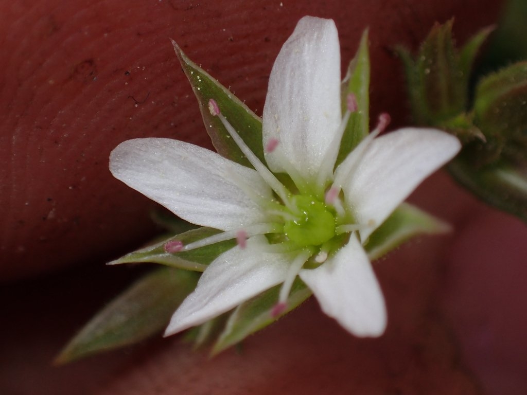 Sabulina decumbens