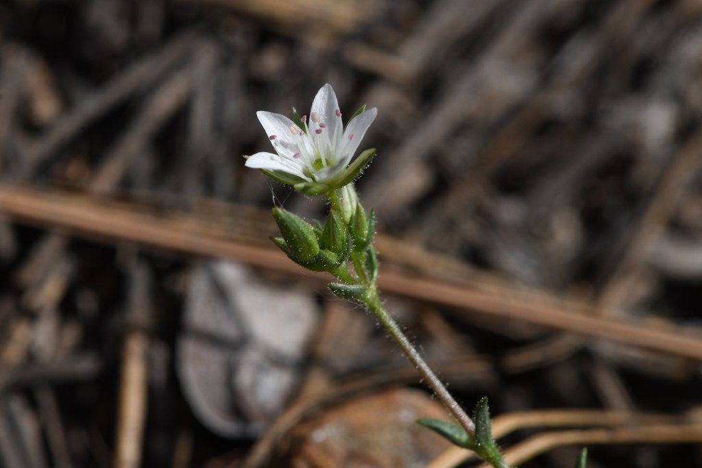 Sabulina decumbens