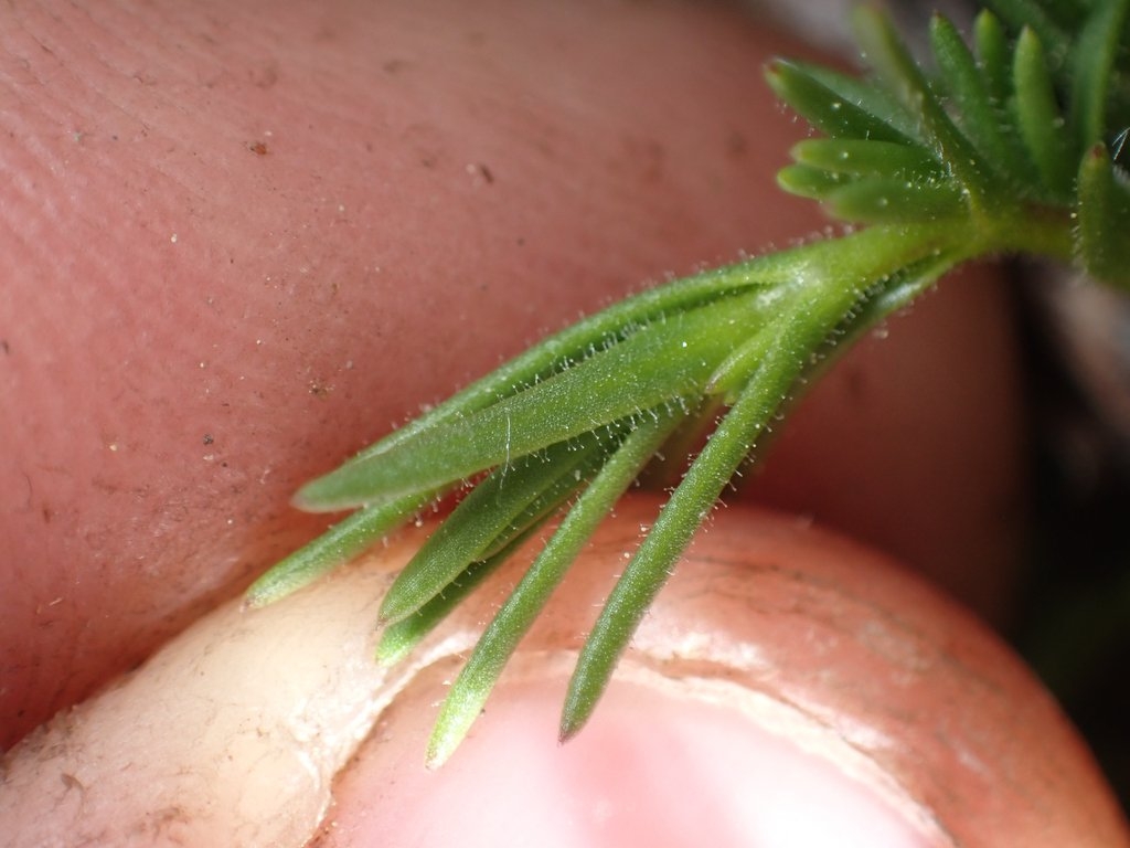 Sabulina decumbens