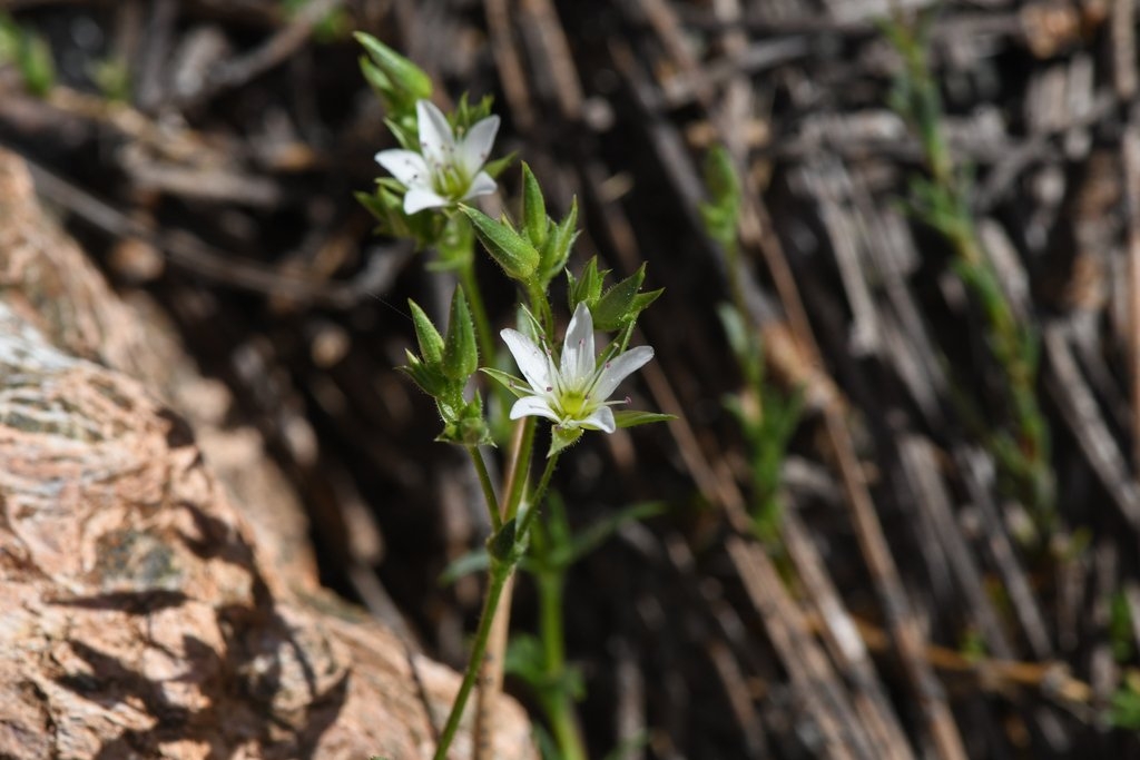 Sabulina decumbens