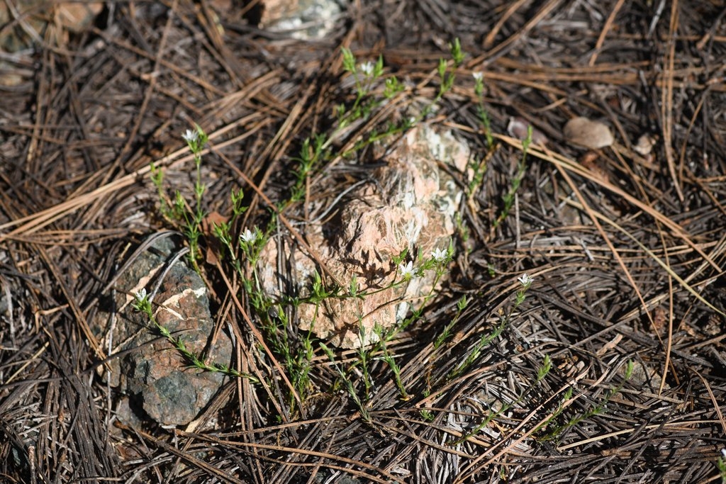 Sabulina decumbens