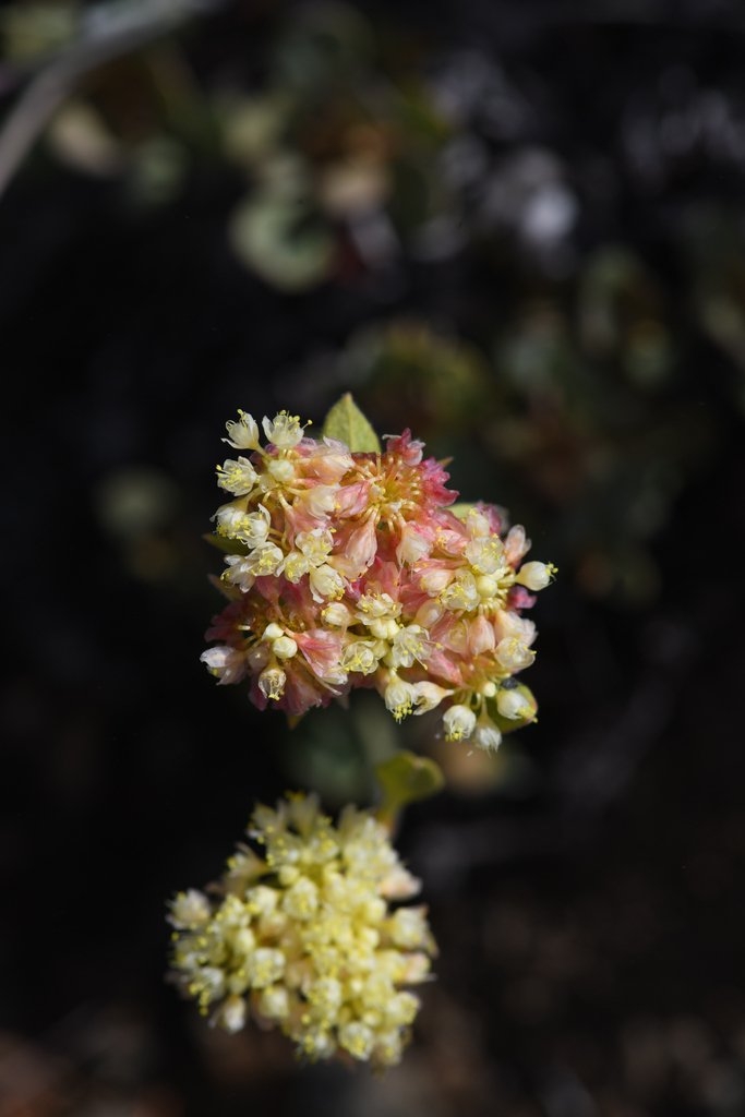 Eriogonum ursinum var. erubescens