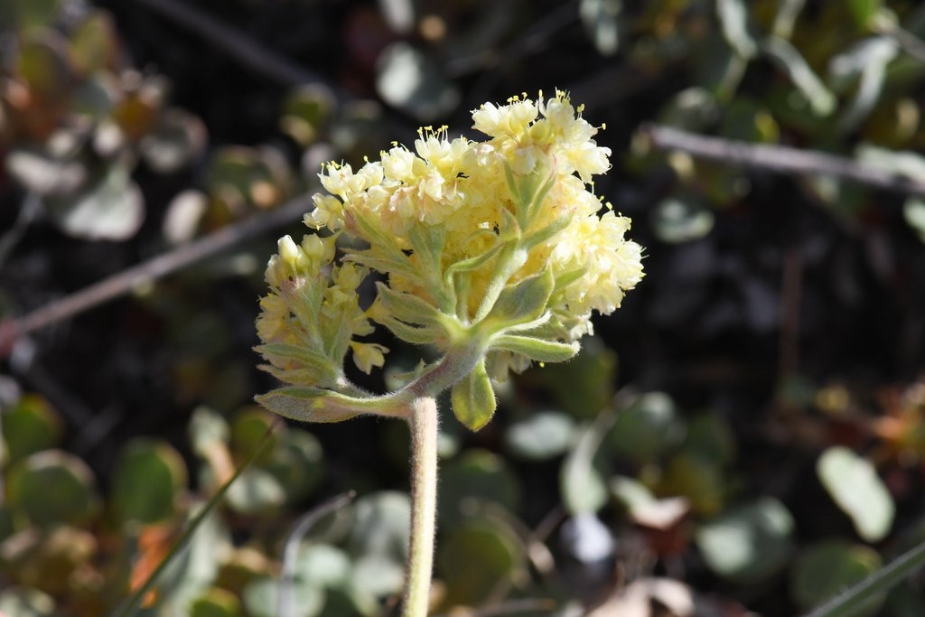 Eriogonum ursinum var. erubescens