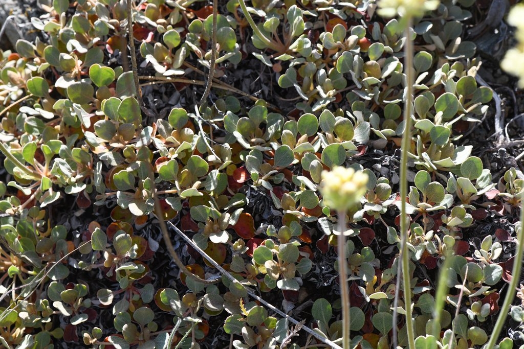 Eriogonum ursinum var. erubescens