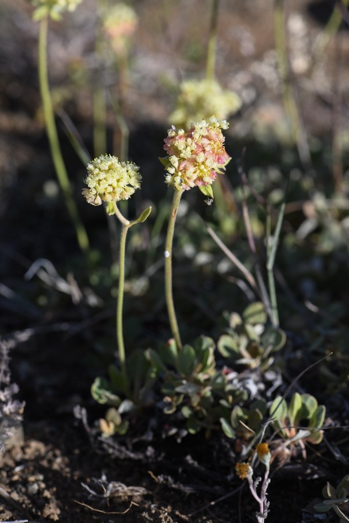 Eriogonum ursinum var. erubescens