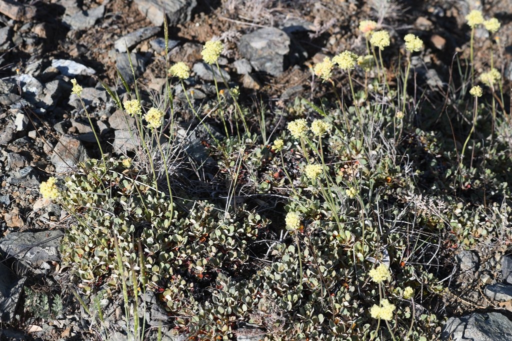 Eriogonum ursinum var. erubescens