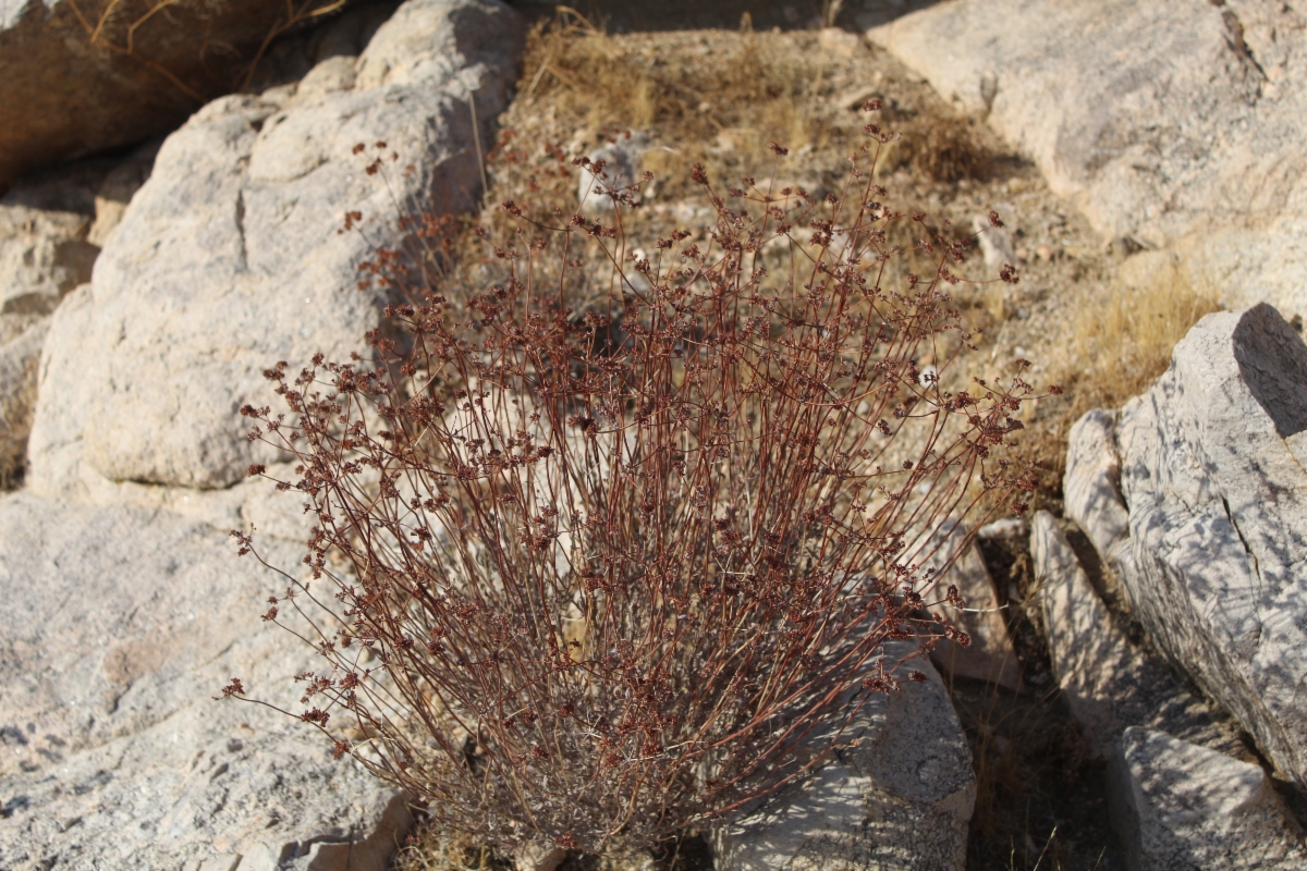 Eriogonum fasciculatum var. foliolosum