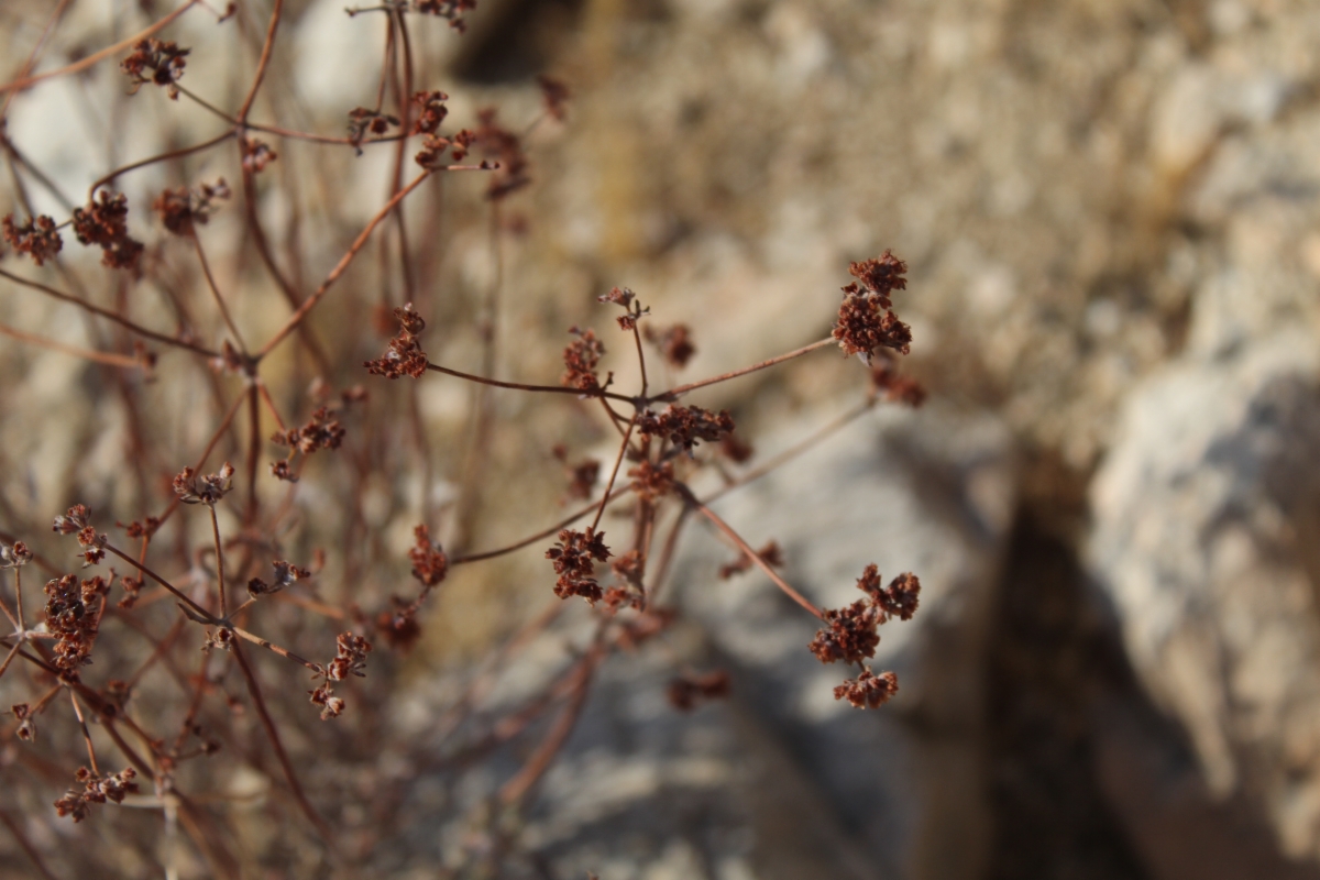 Eriogonum fasciculatum var. foliolosum