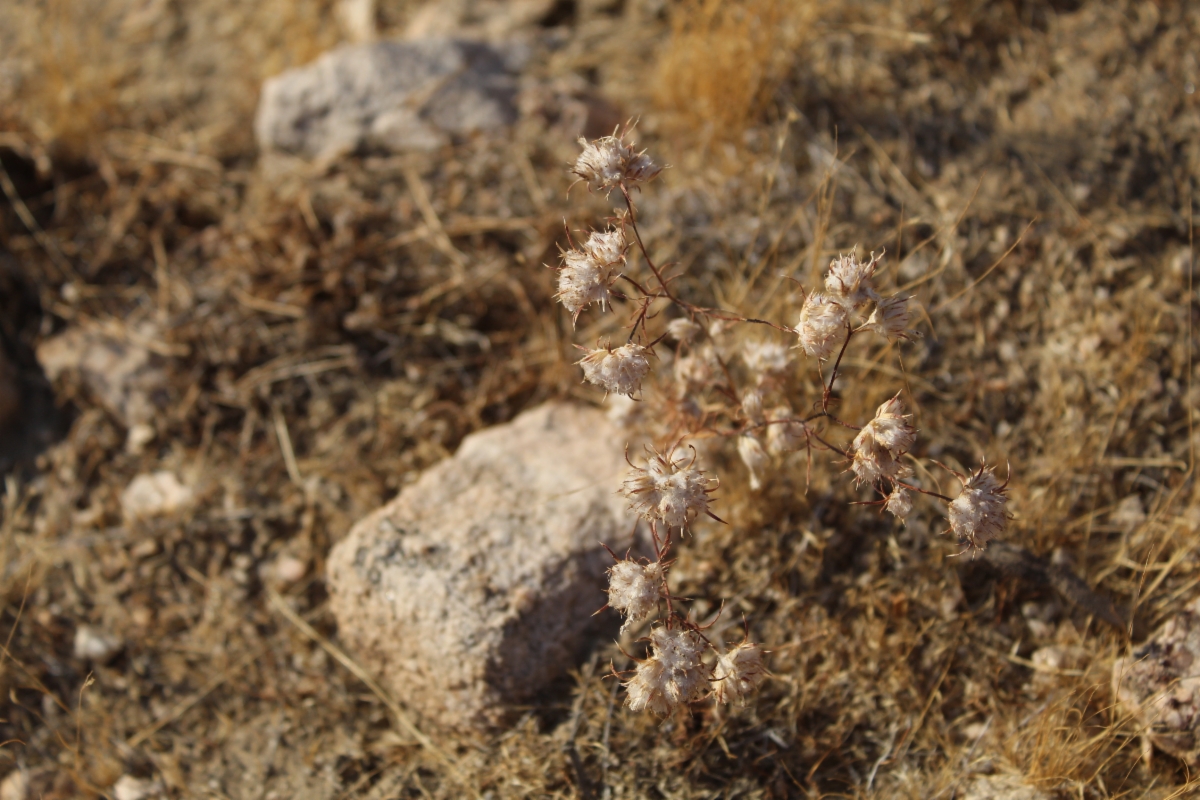 Eriastrum eremicum ssp. eremicum