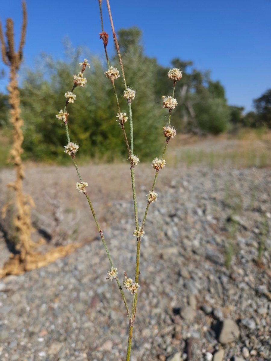 Eriogonum roseum