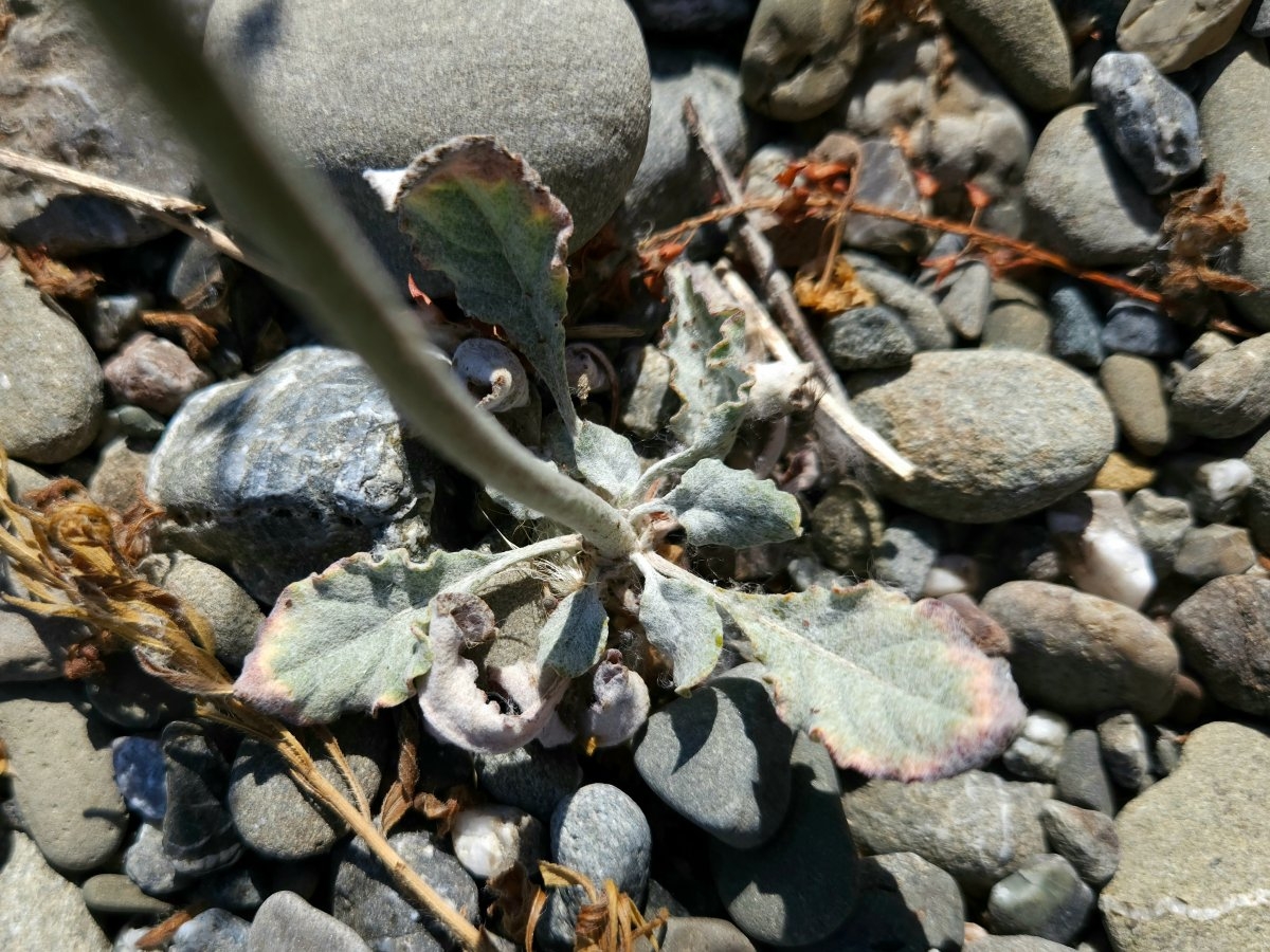 Eriogonum roseum