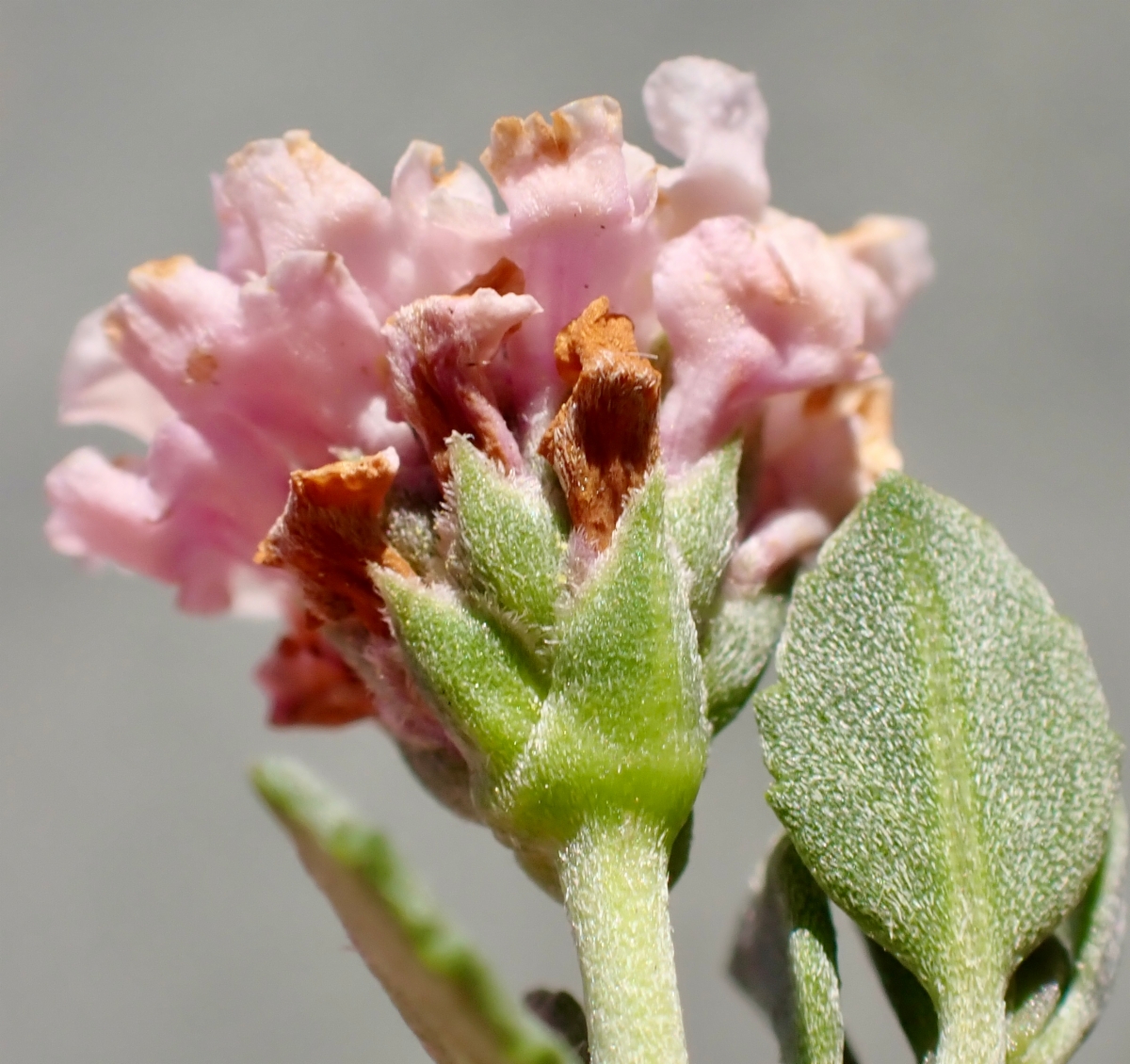 Phyla nodiflora