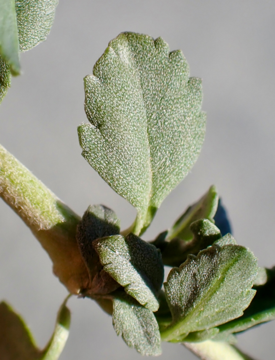 Phyla nodiflora