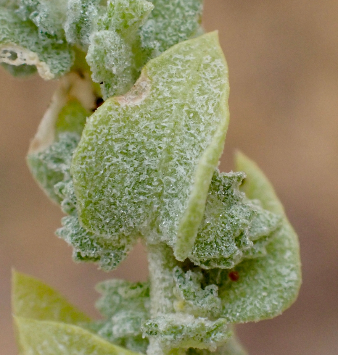 Atriplex coronata var. coronata