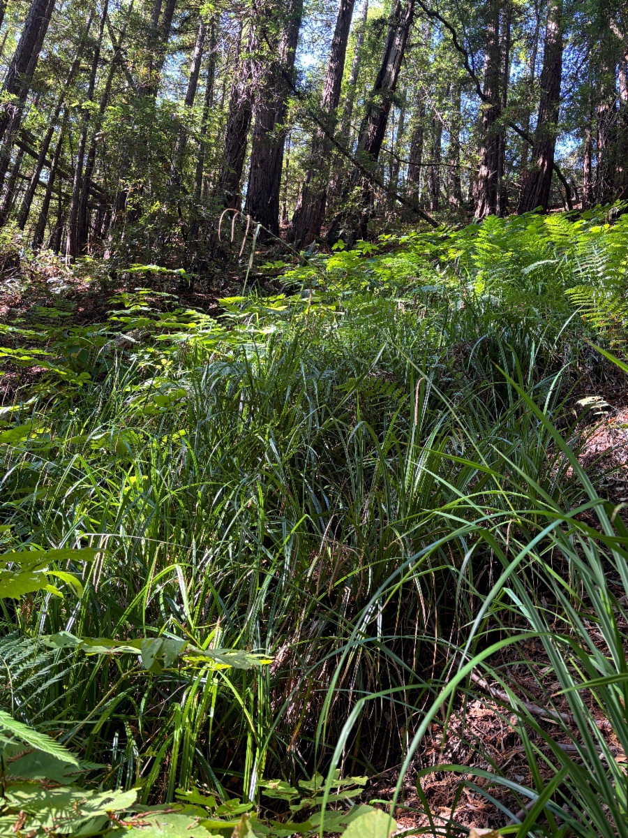 Carex pendula