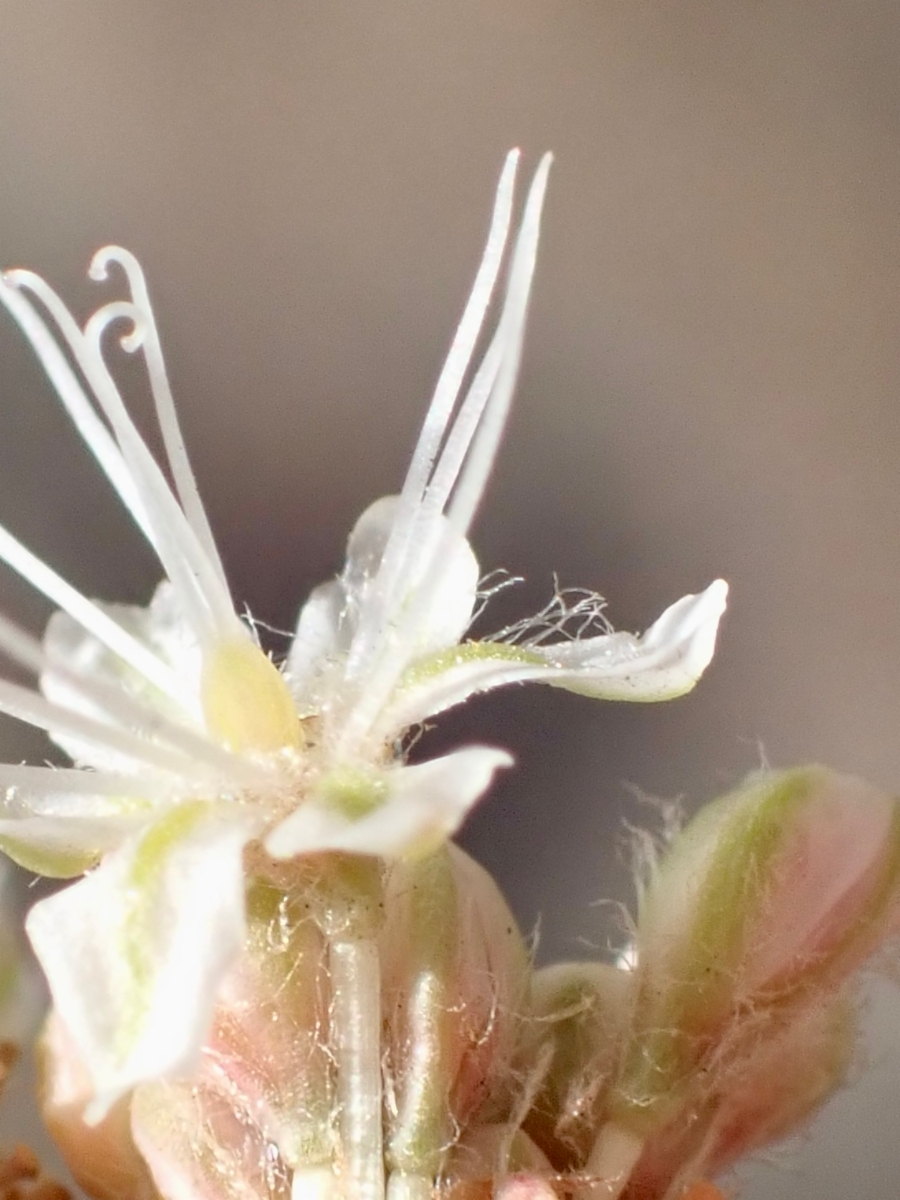 Eriogonum nudum var. psychicola