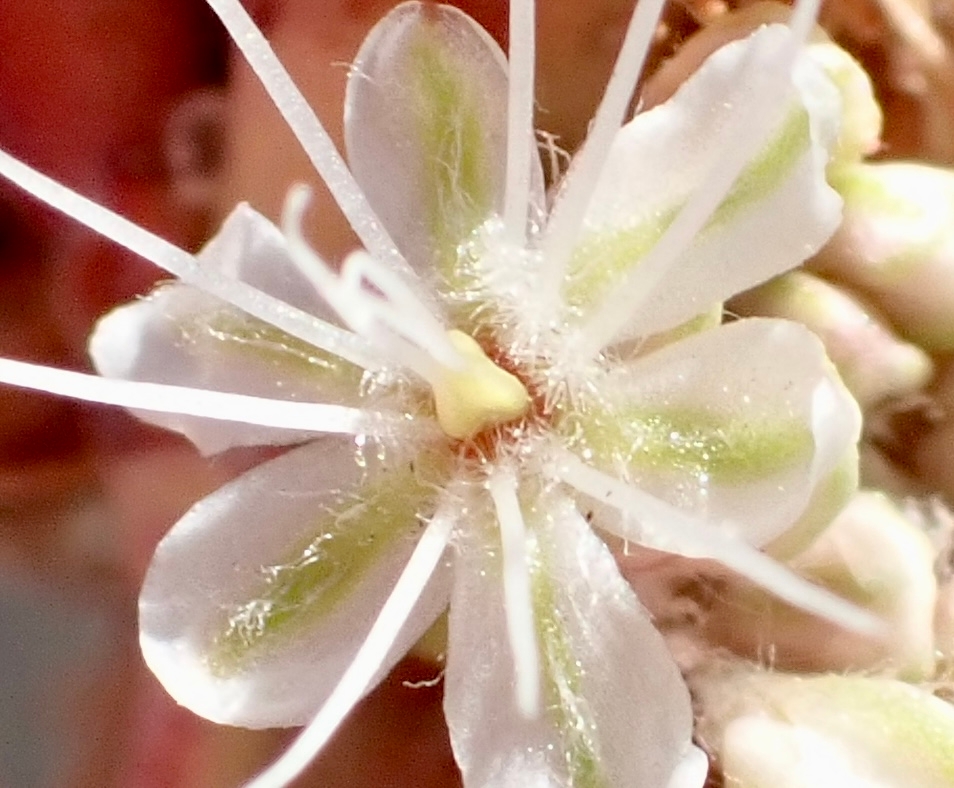 Eriogonum nudum var. psychicola