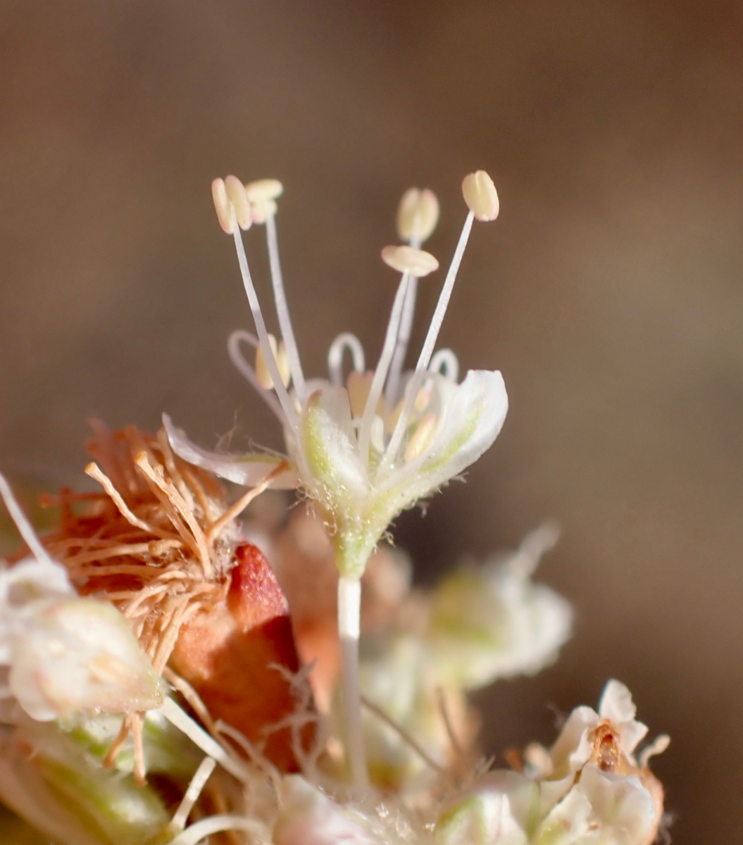 Eriogonum nudum var. psychicola