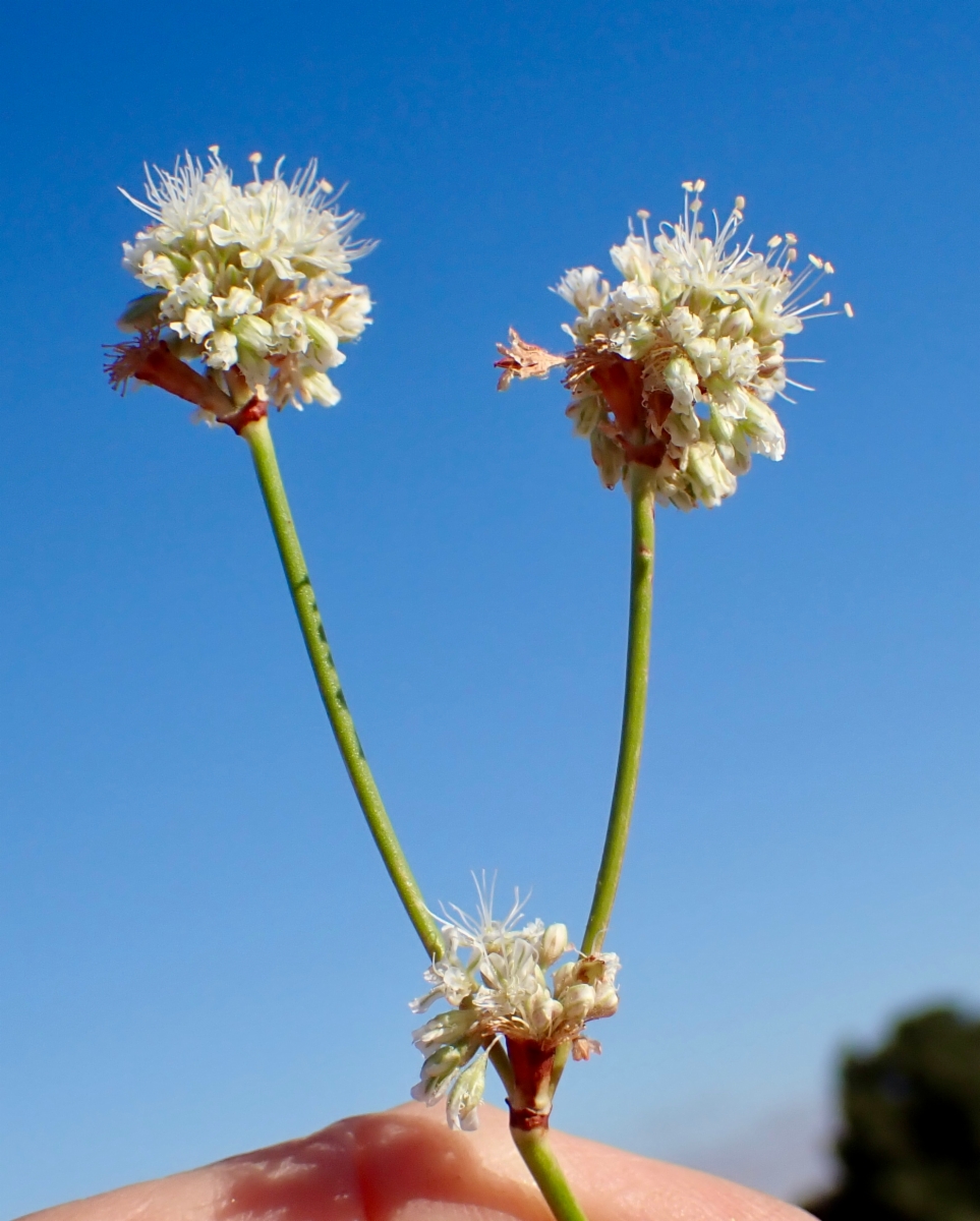 Eriogonum nudum var. psychicola