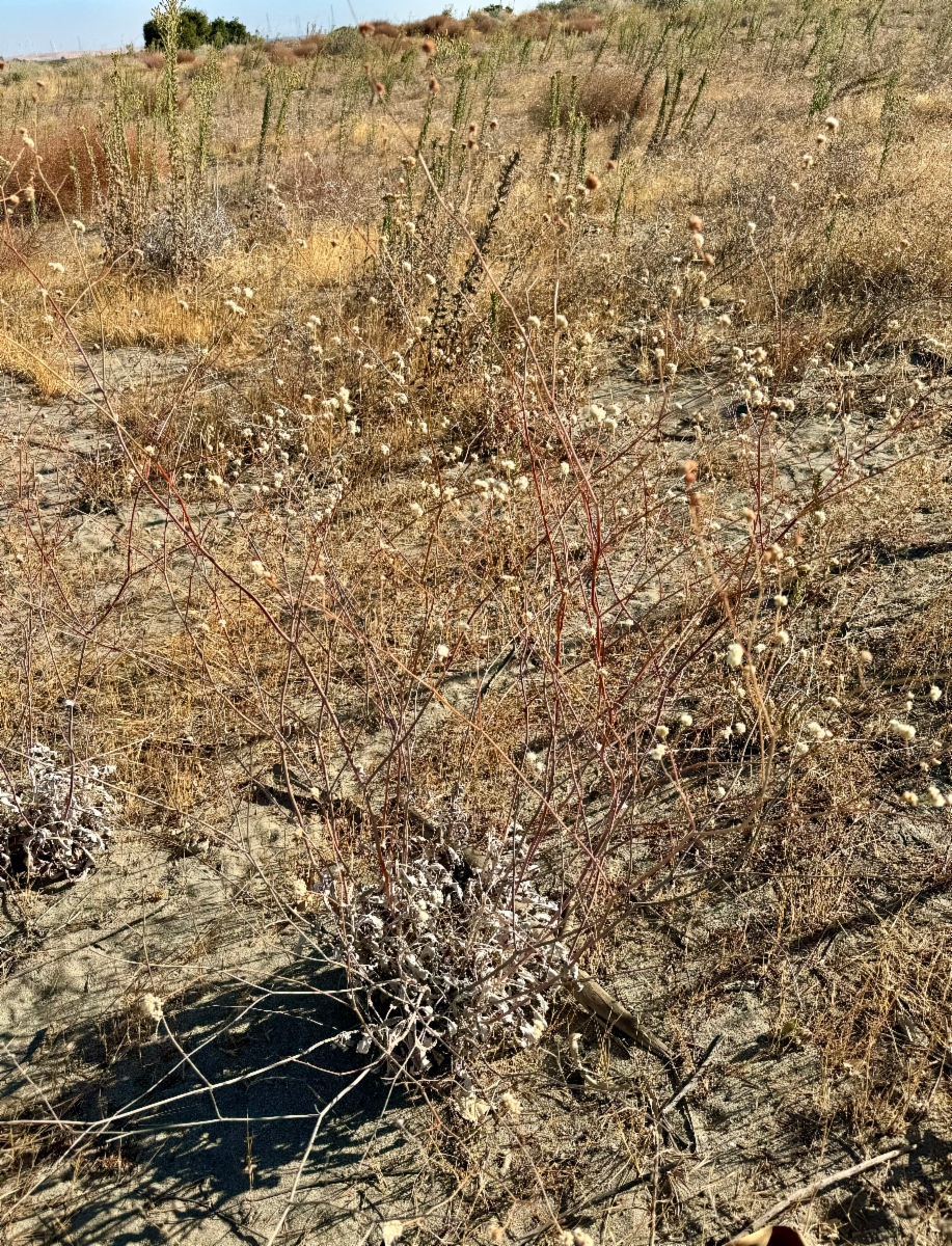 Eriogonum nudum var. psychicola