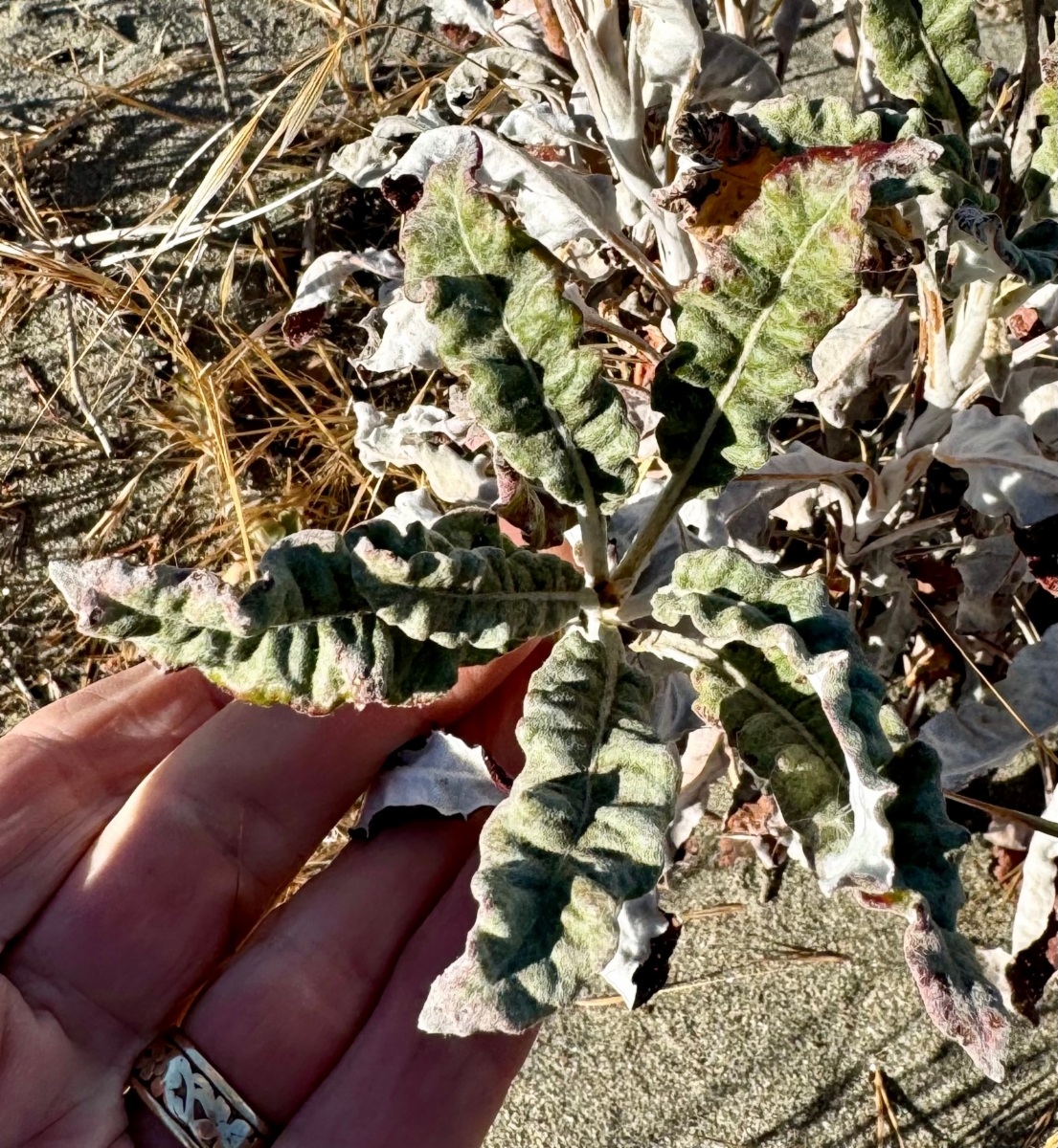 Eriogonum nudum var. psychicola