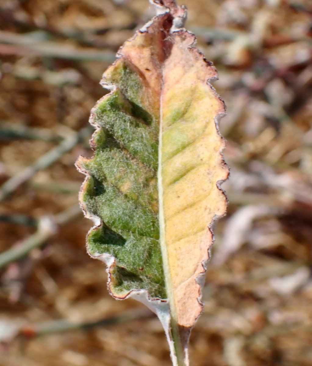 Eriogonum nudum var. psychicola