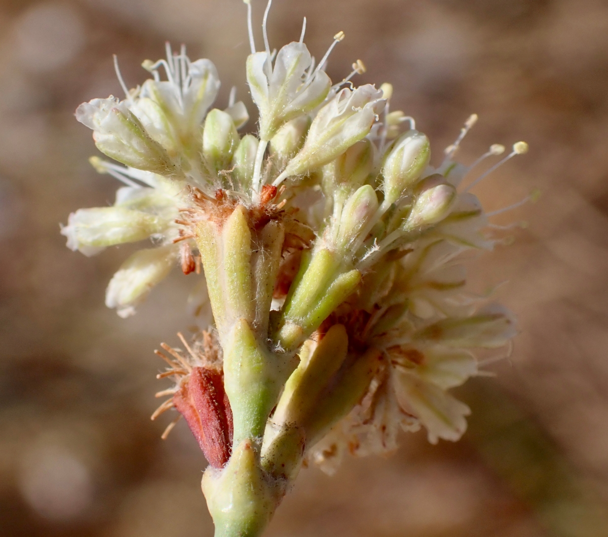 Eriogonum nudum var. psychicola