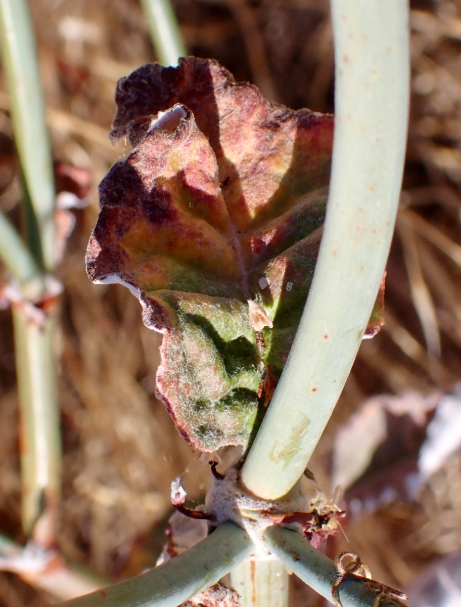 Eriogonum nudum var. psychicola