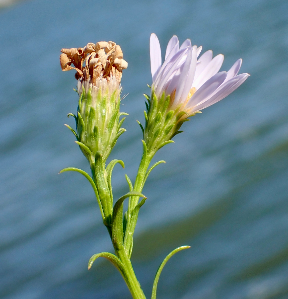 Symphyotrichum lentum