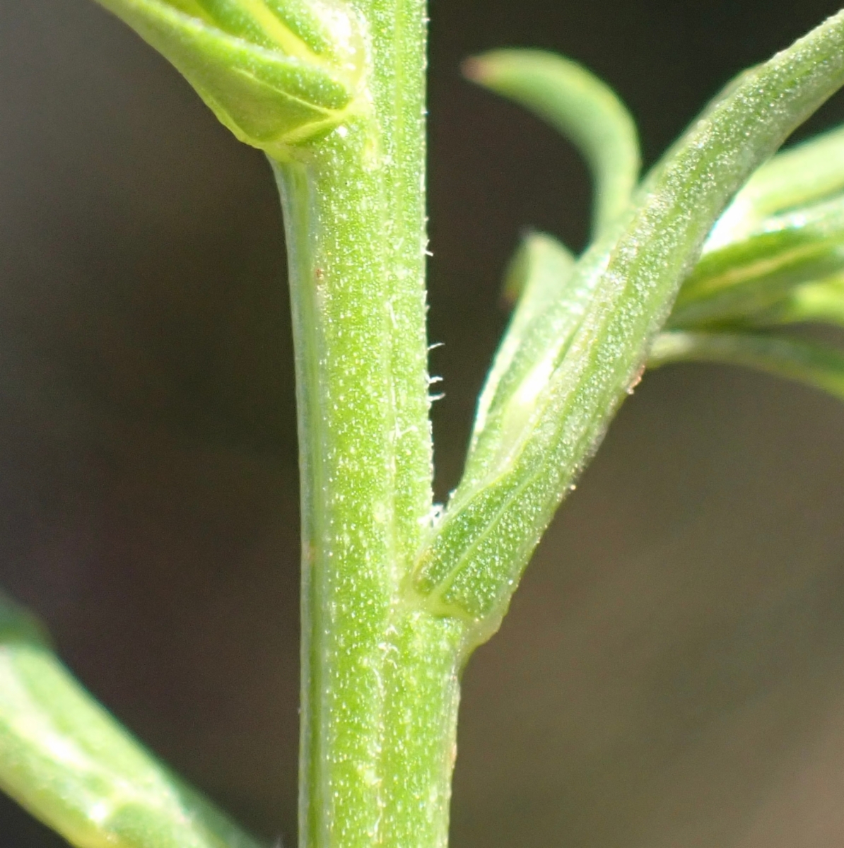 Symphyotrichum lentum