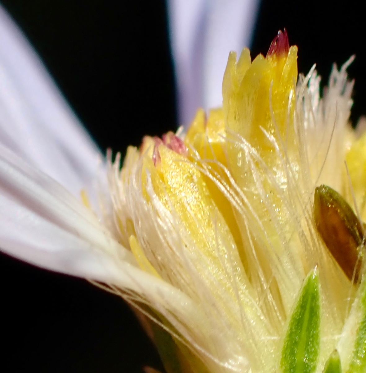 Symphyotrichum lentum