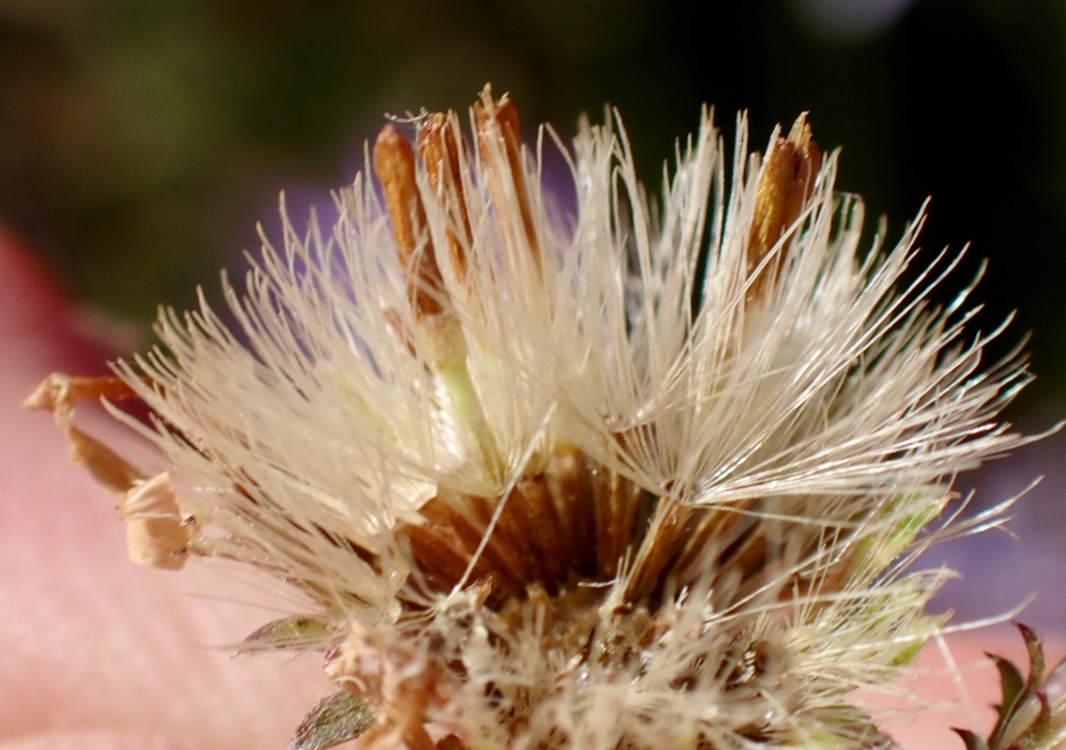 Symphyotrichum lentum